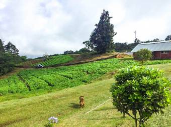 Venta de terreno con Restaurante en El Guarco de Cartago.