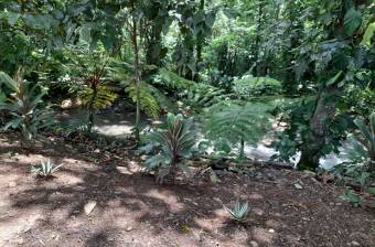 Venta de Finca en  Guacimo, Limon, Costa Rica 14 Hectares  (34.59 Acres)