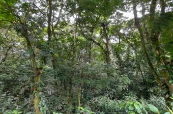 Venta de Finca en  Guacimo, Limon, Costa Rica 14 Hectares  (34.59 Acres)