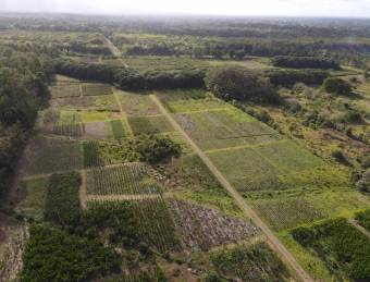 Inteligente Inversion en esta Hermosa Finca con 31 Hectareas Planas en la Roxana de Pococi, en  Vent