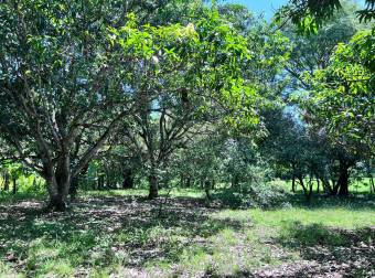 Finca Santa Rita Orotina