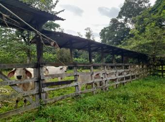 Finca Ganadera en La Colonia de Guápiles - 12 Hectáreas con Excelente Ubicación