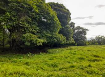 Finca Ganadera en La Colonia de Guápiles - 12 Hectáreas con Excelente Ubicación