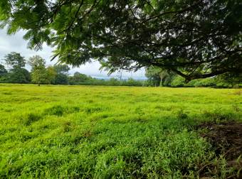 Finca Ganadera en La Colonia de Guápiles - 12 Hectáreas con Excelente Ubicación