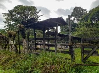 Finca Ganadera en La Colonia de Guápiles - 12 Hectáreas con Excelente Ubicación