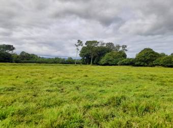 Finca Ganadera en La Colonia de Guápiles - 12 Hectáreas con Excelente Ubicación