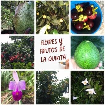 Venta de Finca en Guápiles, Limón. RAH 25-166