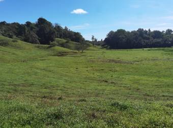 Se Vende finca de 77 hectáreas para ganadería 