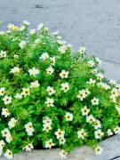 Apartment for rent near the sea, Potrero