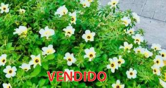 Apartment for rent near the sea, Potrero