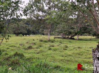 EN VENTA Finca Ganadera de 219 hectáreas en Pococí