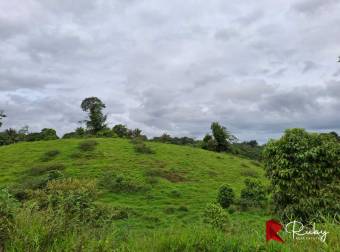 EN VENTA Finca Ganadera de 219 hectáreas en Pococí