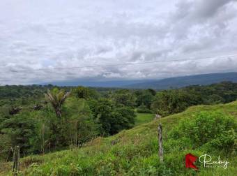 EN VENTA Finca Ganadera de 219 hectáreas en Pococí