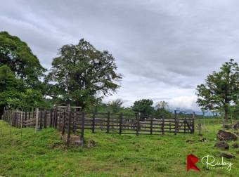 EN VENTA Finca Ganadera de 219 hectáreas en Pococí