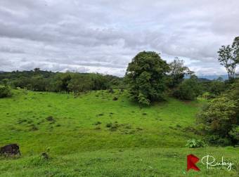 EN VENTA Finca Ganadera de 219 hectáreas en Pococí
