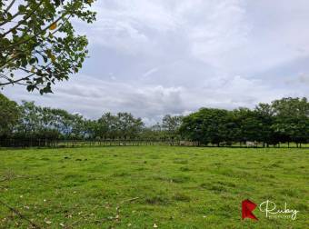 EN VENTA Finca Ganadera de 219 hectáreas en Pococí