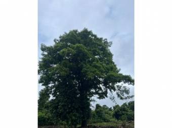 VENTA DE QUINTAS ECOLÓGICAS, LIMÓN, SUERRE, POCOCÍ 