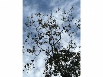 VENTA DE QUINTAS ECOLÓGICAS, LIMÓN, SUERRE, POCOCÍ 