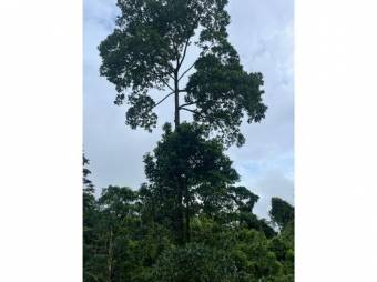 VENTA DE QUINTAS ECOLÓGICAS, LIMÓN, SUERRE, POCOCÍ 