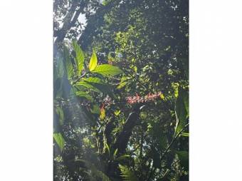 VENTA DE QUINTAS ECOLÓGICAS, LIMÓN, SUERRE, POCOCÍ 