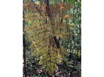 VENTA DE QUINTAS ECOLÓGICAS, LIMÓN, SUERRE, POCOCÍ 