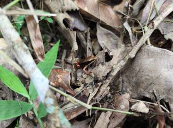 ¡Tú Oasis Privado te Espera en el Campo, San Francisco de San Ramón!