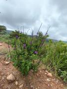 ¡Tú Oasis Privado te Espera en el Campo, San Francisco de San Ramón!