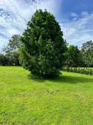 Venta de Lote en San Carlos-La Fortuna, Alajuela. RAH 27-252
