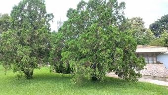 Se vende lote en Mata de Plátano Goicoechea 25-1767
