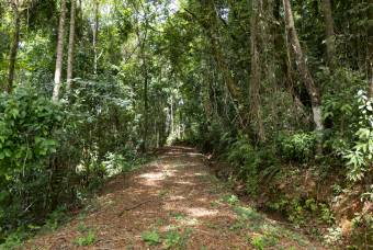 SE VENDE FINCA EN DOMINICAL CON VISTAS AL MAR Y NACIENTES DE AGUA EN 55 HECTAREAS