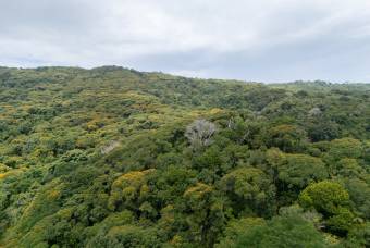 SE VENDE FINCA EN DOMINICAL CON VISTAS AL MAR Y NACIENTES DE AGUA EN 55 HECTAREAS