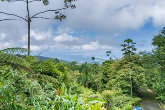 SE VENDE OPORTUNIDAD DE DESARROLLO CON VISTAS PANORAMICAS AL MAR EN OSA