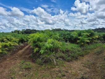 Venta de finca productiva de 77 hectáreas con lagunas y viviendas #26-834 GS