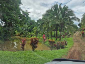 Venta de finca productiva de 77 hectáreas con lagunas y viviendas #26-834 GS