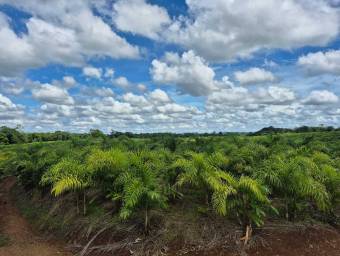Venta de finca productiva de 77 hectáreas con lagunas y viviendas #26-834 GS