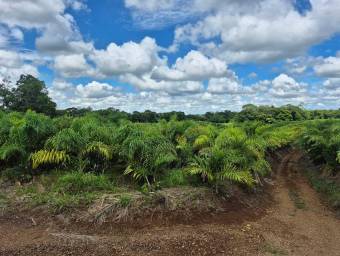 Venta de finca productiva de 77 hectáreas con lagunas y viviendas #26-834 GS