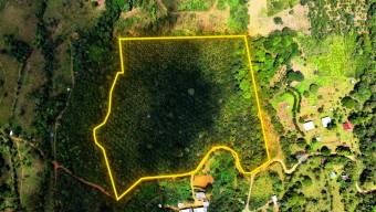 VENTA DE FINCA AGRICOLA DE 6,74 HA CON PALMA AFRICANA EN SAN PEDRO, PEREZ ZELEDON