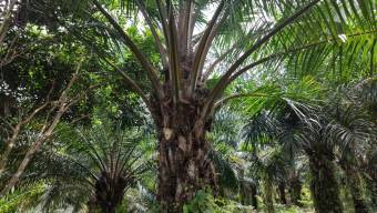 VENTA DE FINCA AGRICOLA DE 6,74 HA CON PALMA AFRICANA EN SAN PEDRO, PEREZ ZELEDON