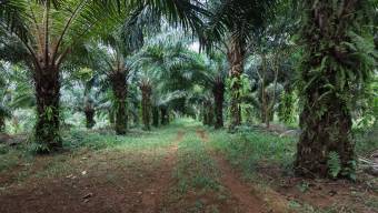 VENTA DE FINCA AGRICOLA DE 6,74 HA CON PALMA AFRICANA EN SAN PEDRO, PEREZ ZELEDON