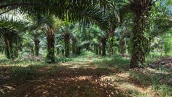 VENTA DE FINCA AGRICOLA DE 6,74 HA CON PALMA AFRICANA EN SAN PEDRO, PEREZ ZELEDON