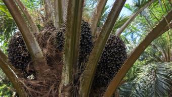 VENTA DE FINCA AGRICOLA DE 6,74 HA CON PALMA AFRICANA EN SAN PEDRO, PEREZ ZELEDON