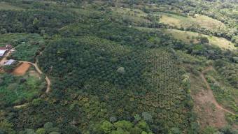 VENTA DE FINCA AGRICOLA DE 6,74 HA CON PALMA AFRICANA EN SAN PEDRO, PEREZ ZELEDON