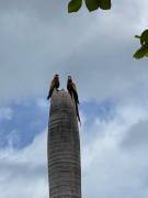 Vendo lote en Condominio Villa verde, Contiguo Entrada Punta Leona