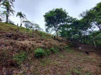 Farm for Sale in Aguas Manzas, Guápiles