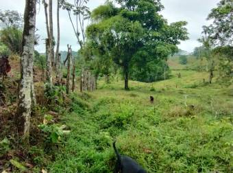 Farm for Sale in Aguas Manzas, Guápiles