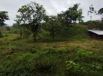 Farm for Sale in Aguas Manzas, Guápiles
