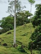Farm for Sale in Aguas Manzas, Guápiles