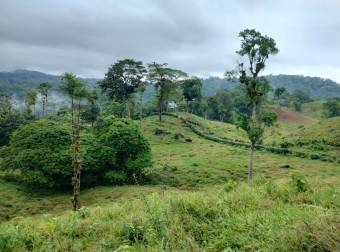 Farm for Sale in Aguas Manzas, Guápiles