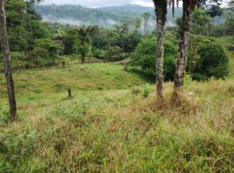 Farm for Sale in Aguas Manzas, Guápiles
