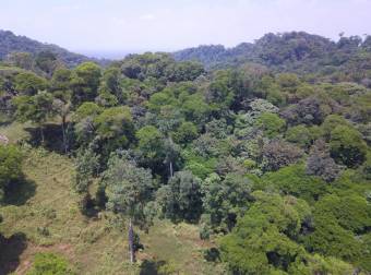 Farm for Sale in Aguas Manzas, Guápiles